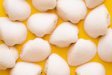 Top view of white seashells on yellow background.