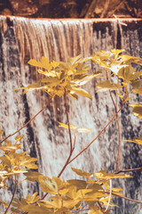 autumn leaves on the waterfall -. Lousã