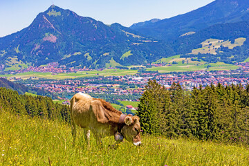 Kuh - Allgäu - Grünten - Berge - Sommer - Ofterschwang