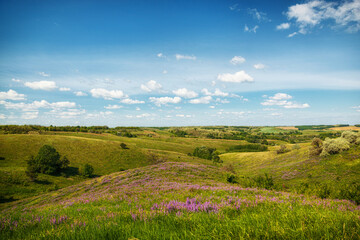 Obraz premium beautiful meadow on the hills with grass and flowers against the background of the sea and the sky
