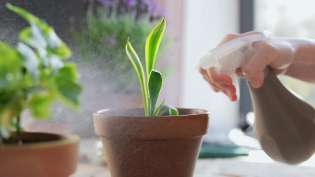 people, gardening and housework concept - hand with spray spraying zamioculcas flower at home