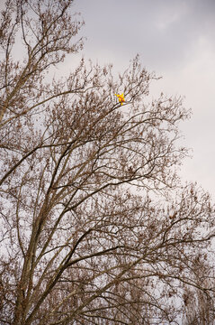 Esempio di inquinamento da plastica - Palloncino su rami d'albero in un parco. Disattenzione verso l'ambiente e le risorse naturali