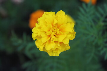 yellow flower