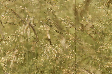 grass in the morning