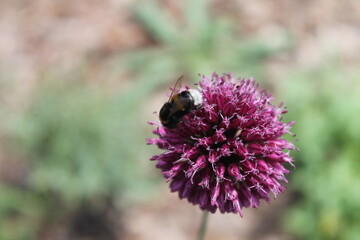 bee on a flower
