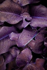 drops on the purple plant leaves in the garden in springtime