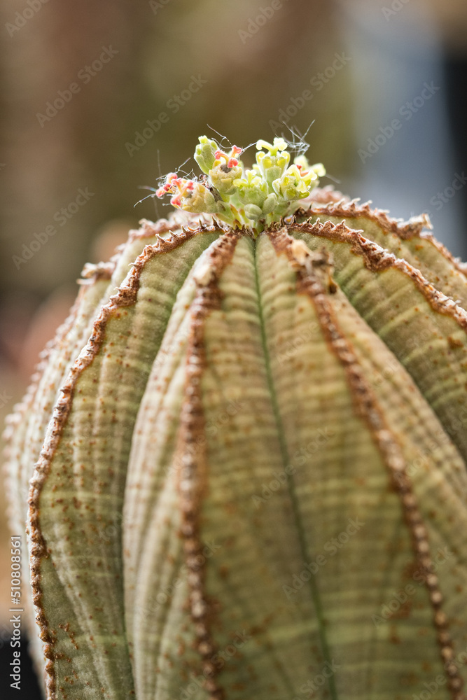 Wall mural green flowers on a cactus in detail.