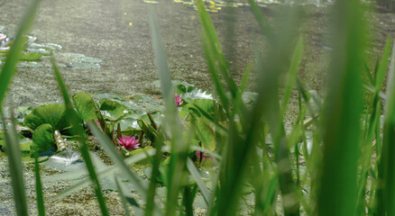 Podświetlony kwiat lilii wodnej rosnących na stawie na tle zielonego tataraku.