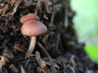 wild mushrooms growing on dead coconut tree trunks