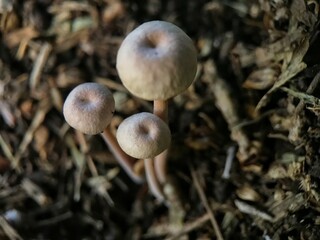 wild mushrooms growing on dead coconut tree trunks