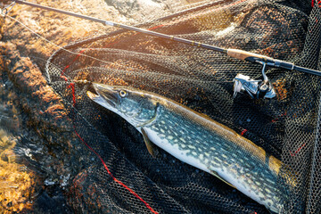 pike fish in landing net with spinning rod on the rock