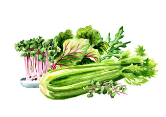 Fresh greenery. Hand drawn watercolor illustration  isolated on white background