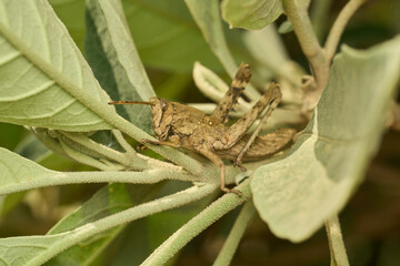 Many details of a brown grasshopper on green grass