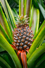 Obraz premium close up of pineapple - Azores Portugal