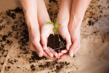  spend free time do favourite hobby. life concept. floriculture. women's and children's hands hold the plant. Concept of Earth day, 