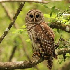 Beautiful Hunter Barred Owl at Rest