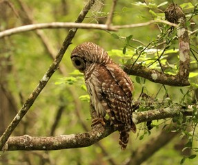 Beautiful Predator Barred Owl at Rest