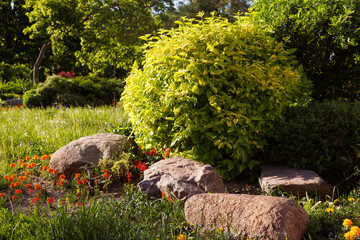 Fototapeta premium Ornamental shrub in a flower bed among stones. A bush created by cutting branches. Selective focus.
