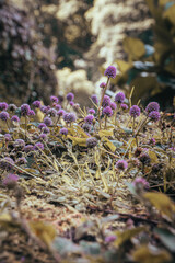 bunch of lavender - Azores Portugal