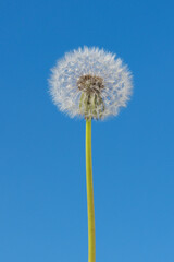 Dandelion with seeds against the blue sky.