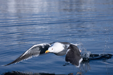 seagull in flight