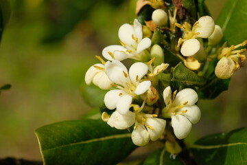 Pittosporum tobira in full blooming