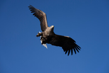 White tailed eagle in flight
