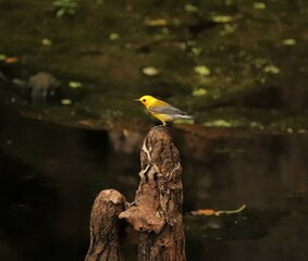 Bright Spot in Any Day Prothonatry Warbler