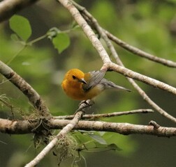 Bright Spot in Any Day Prothonatry Warbler