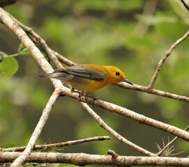 Bright Spot in Any Day Prothonatry Warbler