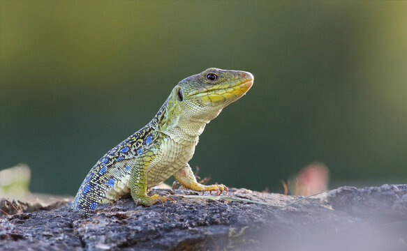 Portrait of a big and dominant adult male ocellated lizard or jewelled lizard (Timon lepidus) in beautiful light. Scary green and blue exotic lizard with vibrant colors in natural environment. Spain