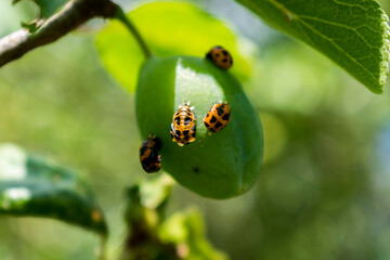 Ladybug larva on a plum tree, coccinella septempunctata, coccinellidae