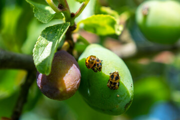 Ladybug larva on a plum tree, coccinella septempunctata, coccinellidae