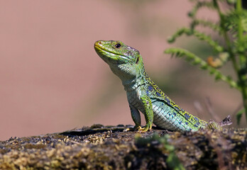 Close up portrait of a big and dominant adult male ocellated lizard or jewelled lizard (Timon...