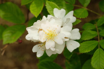 Rosa multiflora in full blooming