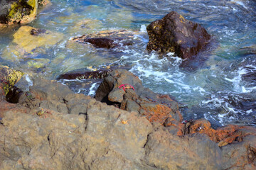 Red crab on black volcanic (lava) stones by the ocean. Canary Islands, Tenerife.Copy space.