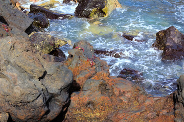 Naklejka na ściany i meble Red crab on black volcanic (lava) stones by the ocean. Canary Islands, Tenerife.Copy space.
