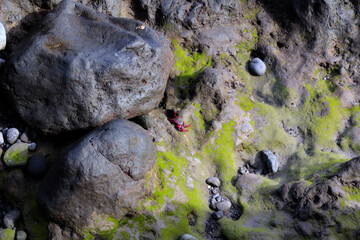 Red crab on black volcanic (lava) stones by the ocean. Canary Islands, Tenerife.Copy space.