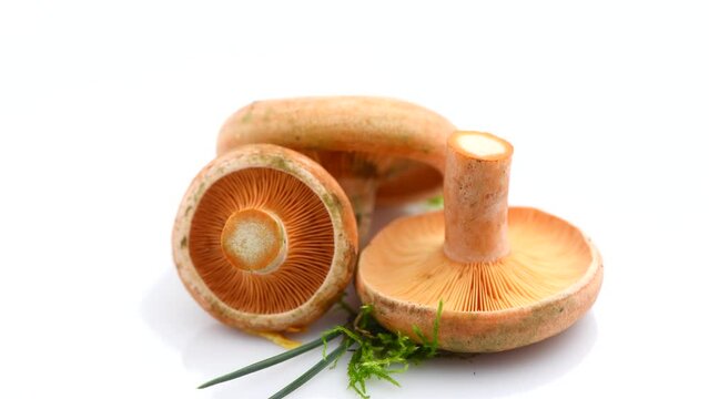 Raw wild Saffron milk cap mushrooms isolated on white background. Rotated Lactarius deliciosus, Rovellons, Niscalos mushroom closeup. Organic Fresh ceps closeup. 4K UHD video. 