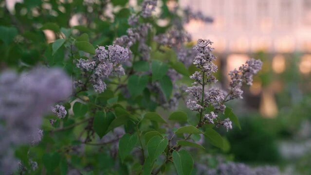 Closeup of blossoming lilac bush in the city at sunset