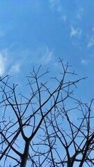 Natural silhouette background of the tree branches in the park