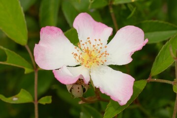 Rosa uchiyamana in full blooming