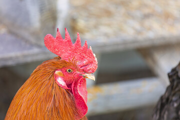 Hahn - Gockel - Allgäu - Kopf