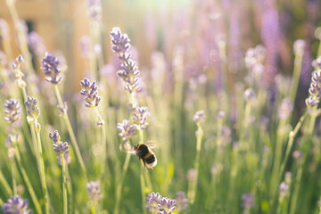 A large bumble bee flying near to lavender. The flowers are in soft diffused focus and sunshine.