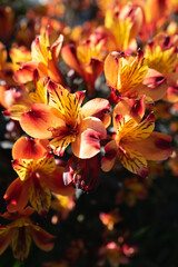 Beautiful orange alstroemeria lily flowers