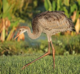 Young Sandhill Crane Chick Colt Juvenile