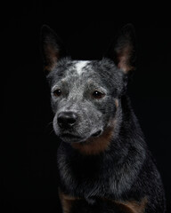 Australian Cattle Dog in the studio on a black background. dog on dark