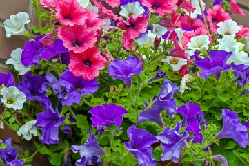 Petunia is a genus of herbaceous or semi - shrubby perennial plants of the Solanaceae family