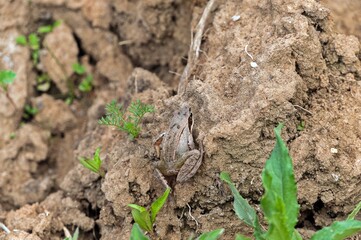 The nimble frog is a frog from the genus Rana of the family of real frogs