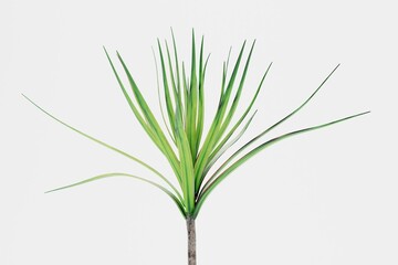 Realistic 3D Render of Dracena Tree